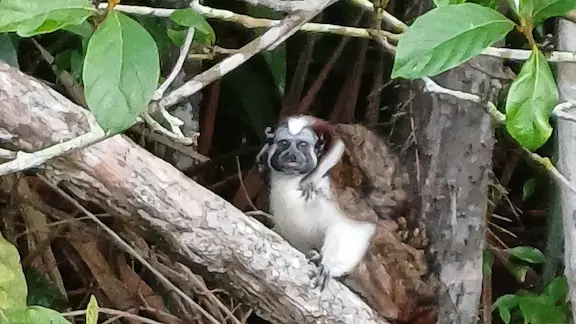 Gamboa Monkeys Island Tours
